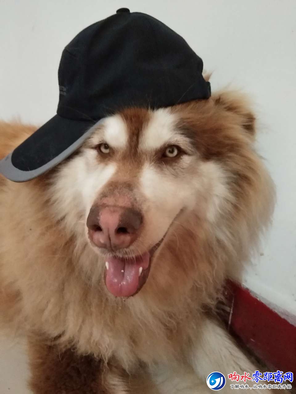 20180520_102765_1526790415472.jpg