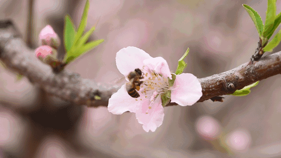 92199dfb4f142a54e2ff19cea9d94b67.gif